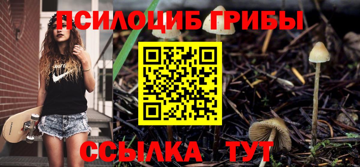 Псилоцибиновые грибы Cubensis  Томск 